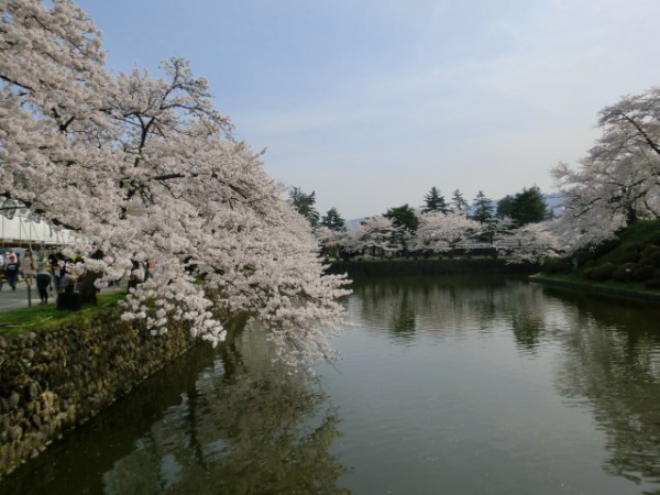 米沢・上杉神社、桜
