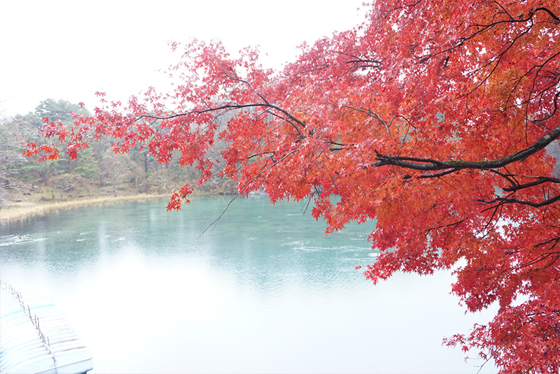 裏磐梯の五色沼の紅葉。雨でしたが美しかったです。