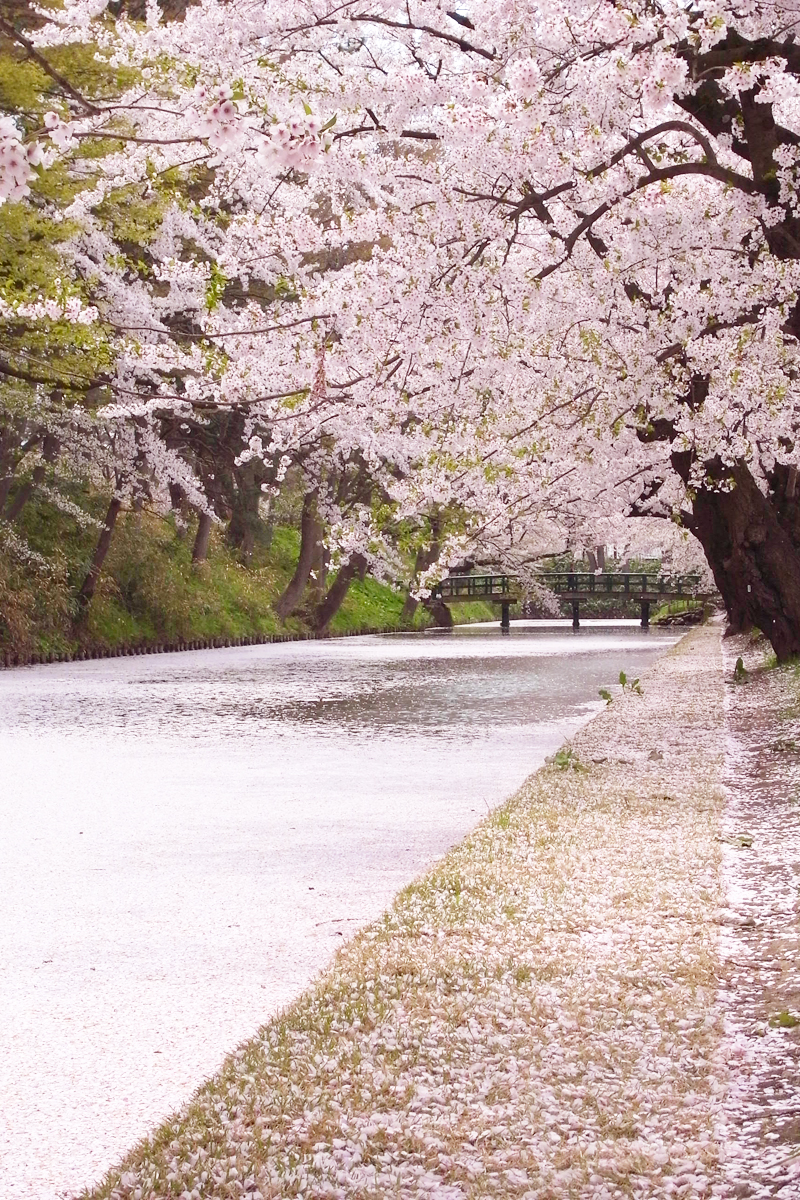 弘前公園の素晴らしい桜