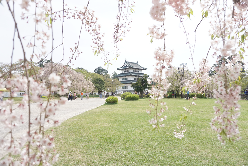 枝垂れ桜から弘前城天守。