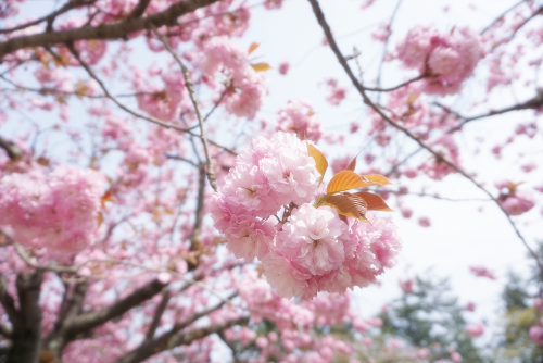 弘前城の八重桜