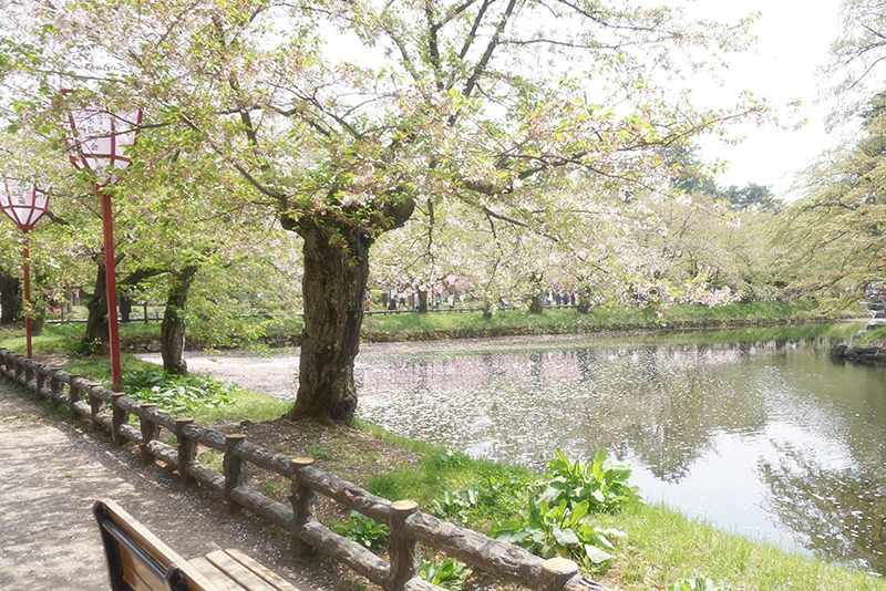 弘前城のお堀と桜