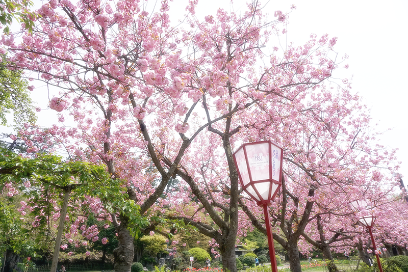 弘前城の八重桜